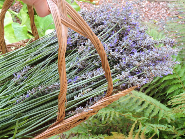 Harvesting Lavender To Make Sachets