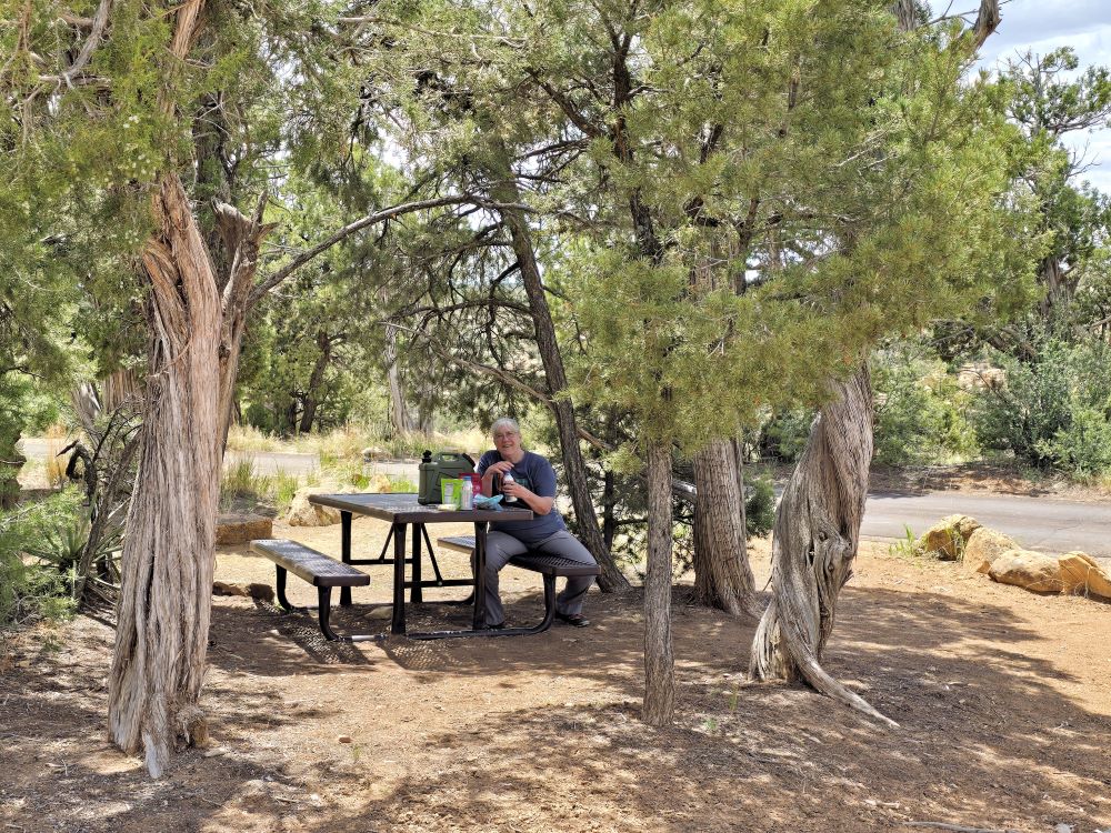 picnic table and pinyon pine trees