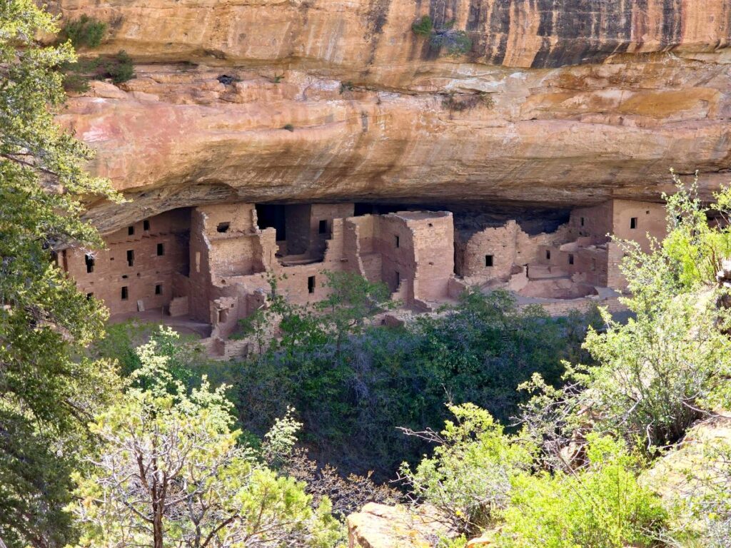 view of spruce tree house