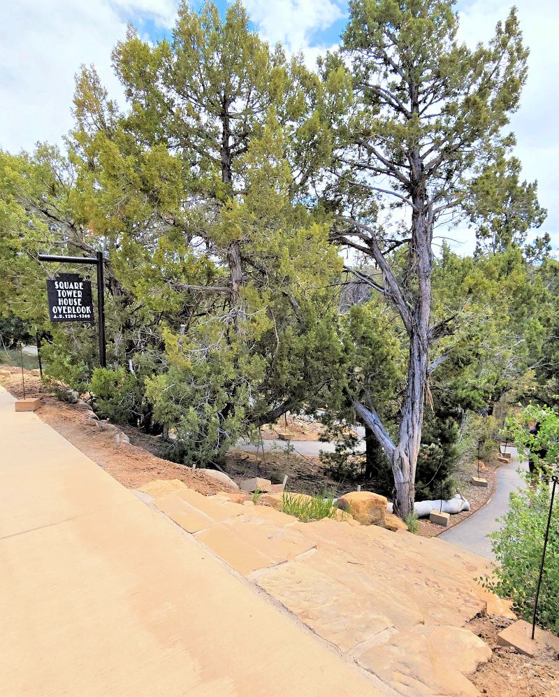 trail head to overlook with pinyon pines