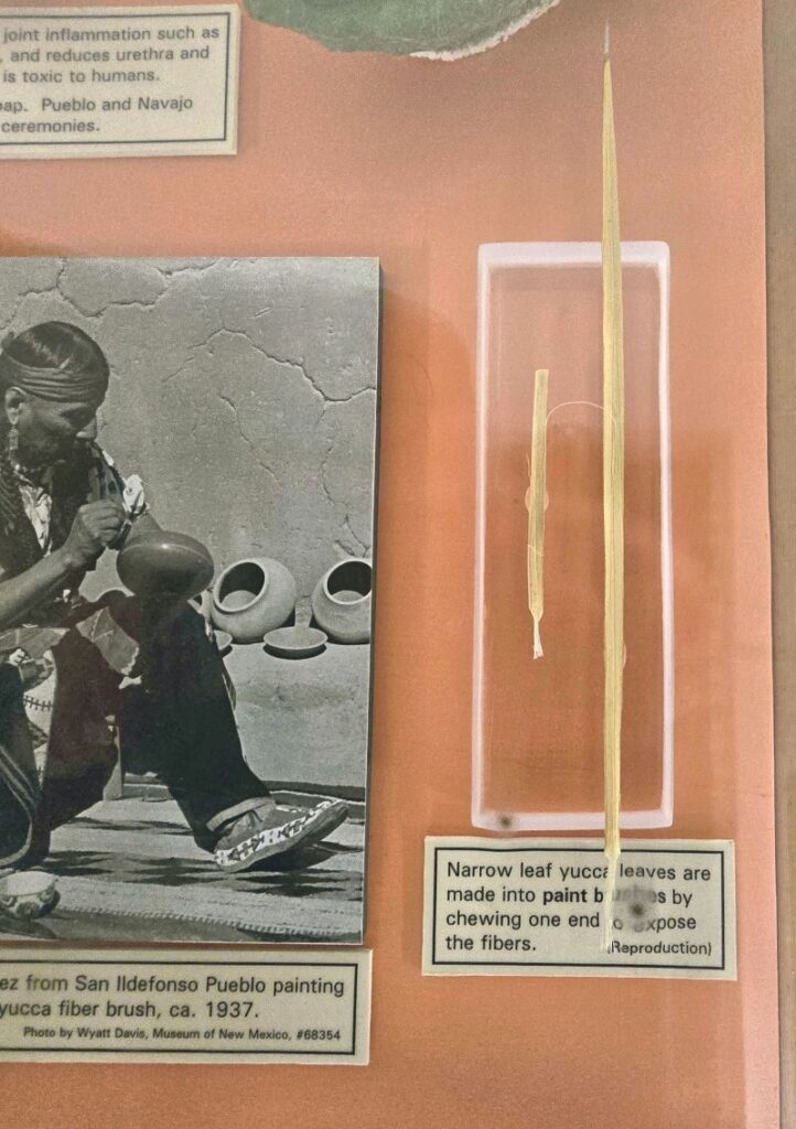 display case with yucca leaf paintbrush